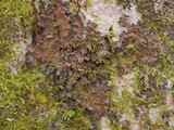 Nephroma helveticum image