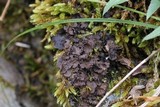 Nephroma helveticum image