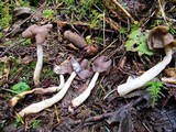 Helvella compressa image