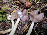 Helvella compressa image