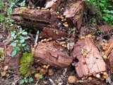 Kuehneromyces lignicola image