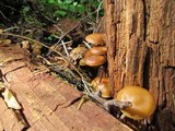 Kuehneromyces lignicola image