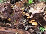 Kuehneromyces lignicola image