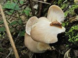 Pleurotus pulmonarius image