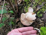 Pleurotus pulmonarius image