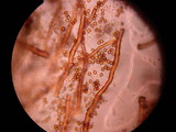 Calvatia pachyderma image