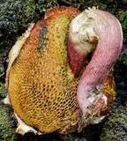 Boletellus emodensis image