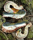 Boletellus emodensis image