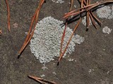 Physcia subtilis image