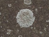 Physcia subtilis image