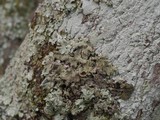 Parmelinopsis horrescens image