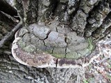 Perenniporia fraxinophila image