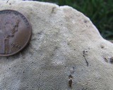 Perenniporia fraxinophila image