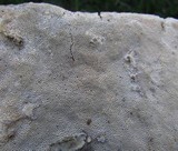 Perenniporia fraxinophila image