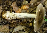Amanita sect. Vaginatae image