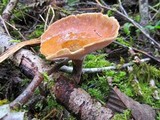Royoporus badius image