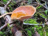Royoporus badius image