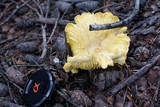 Floccularia luteovirens image