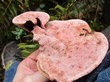 Rhodofomes cajanderi image