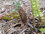 Morchella importuna image