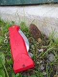 Morchella importuna image