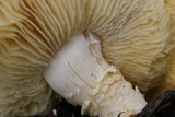 Floccularia luteovirens image