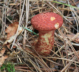 Suillus spraguei image