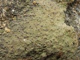 Verrucaria macrostoma f. macrostoma image