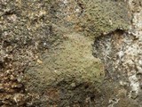 Verrucaria macrostoma f. macrostoma image