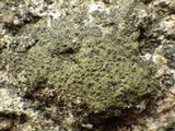 Verrucaria macrostoma f. macrostoma image