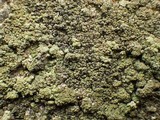 Verrucaria macrostoma f. macrostoma image
