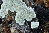 Lecanora valesiaca image