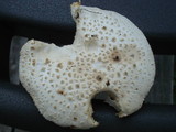 Amanita subcokeri image