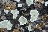 Lecanora valesiaca image