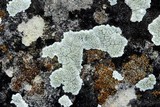 Lecanora valesiaca image