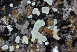 Lecanora valesiaca image