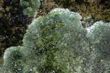 Lecanora thysanophora image