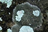 Lecanora thysanophora image