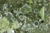 Lecanora thysanophora image