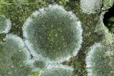 Lecanora thysanophora image