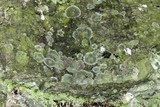Lecanora thysanophora image