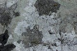 Verrucaria calciseda image