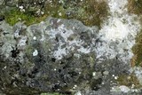 Verrucaria calciseda image