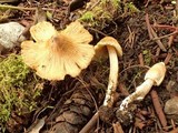 Inocybe sororia image