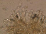 Inocybe sororia image
