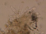 Inocybe sororia image