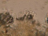 Inocybe sororia image