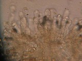 Inocybe sororia image