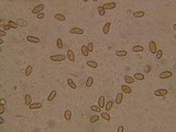 Inocybe sororia image