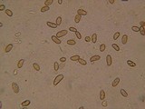 Inocybe sororia image